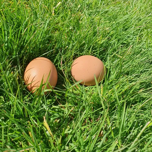 225 œufs par habitants et par an ! 