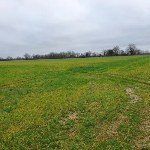 Diagnostic des cultures