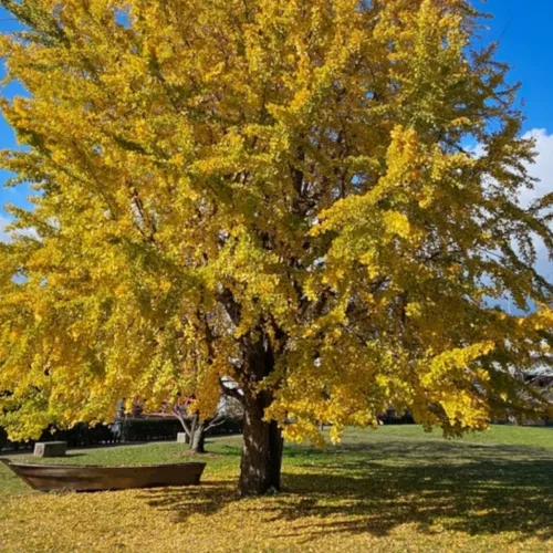 Le ginkgo biloba