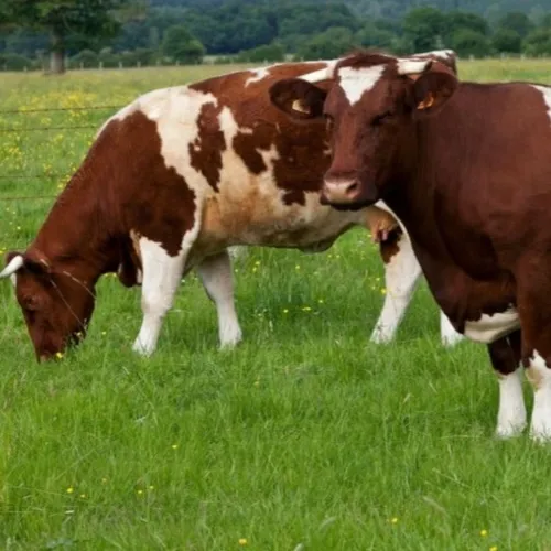 La rouge des prés,  race à l'honneur de la foire de Bressuire 