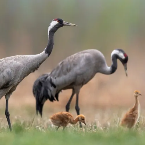 Influenza aviaire, les éleveurs apprennent à vivre avec