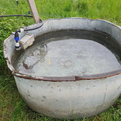 L'eau du SVL pour les vaches