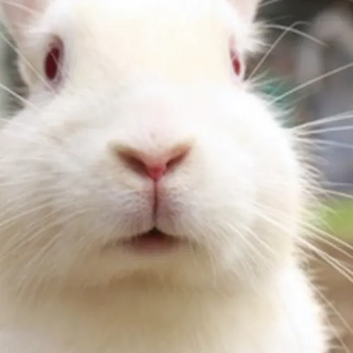 Le lapin et la garenne !