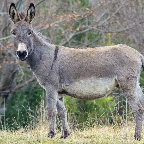 T'es un âne ! Et si c'était un compliment ?