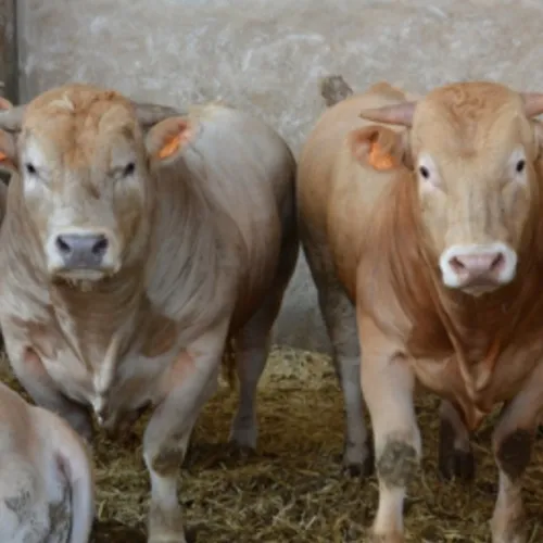 Relocalisation de l'engraissement des bovins mâles