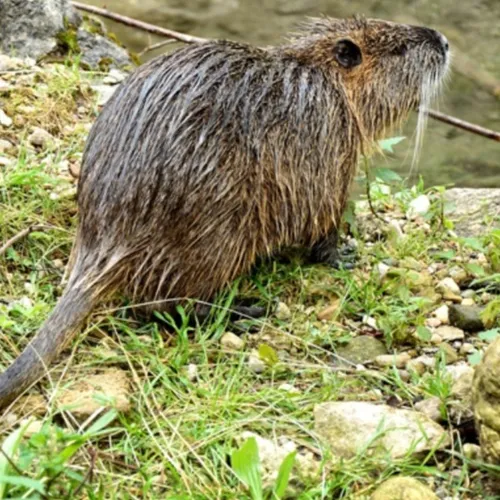 La lutte face aux ragondins !