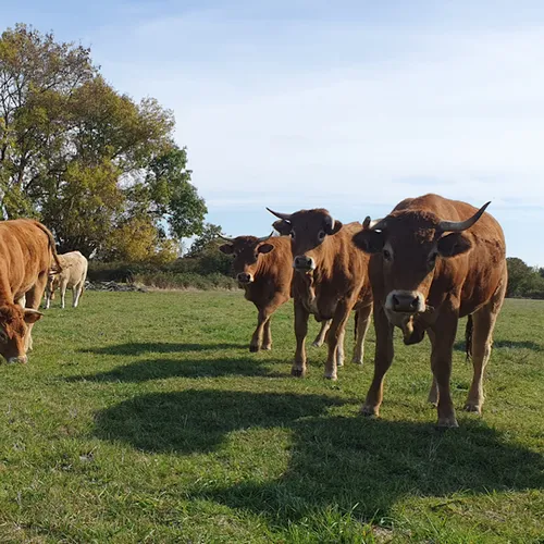 A l'automne, on pâture !