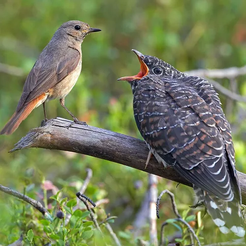 Le coucou dit bonjour au printemps !