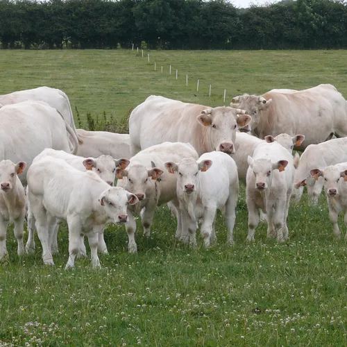 JOURNAL DU JEUDI 25 MAI (MIDI)