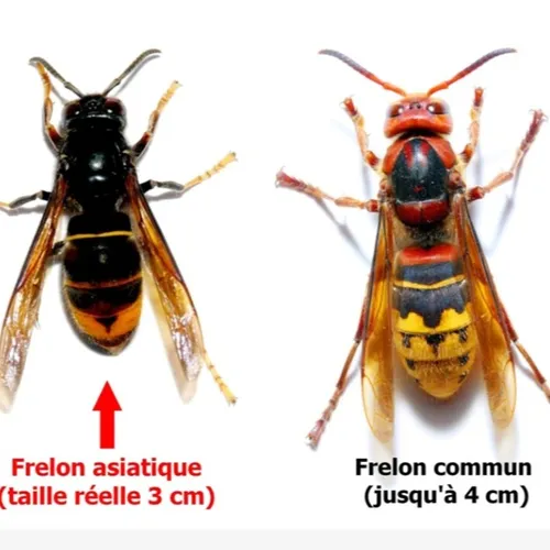 Le frelon asiatique