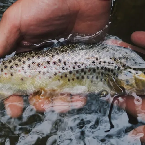 Journal du samedi 9 mars