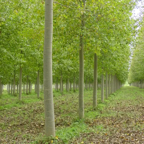 JOURNAL DU LUNDI 14 NOVEMBRE ( soir )