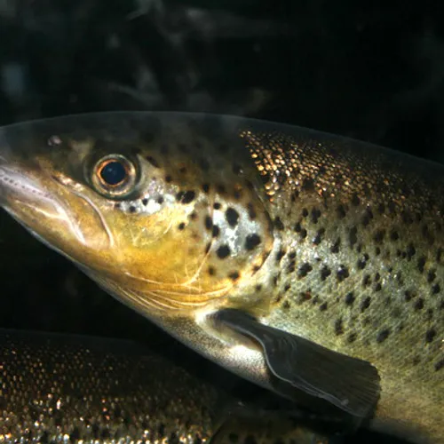 Journal du vendredi 07 mars (midi)