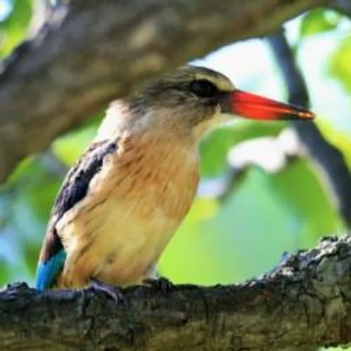 LES OPPOSANTS A LA CHASSE MANIFESTENT SUR LA PLACE MASSENA