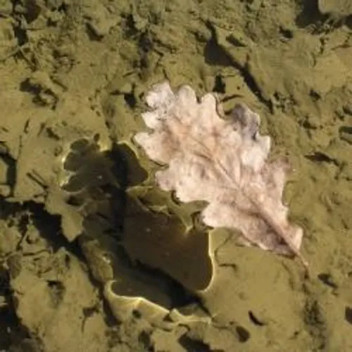 LE CORPS DE LA RETRAITEE RETROUVE HIER APRES L'EFFONDREMENT D'UN...