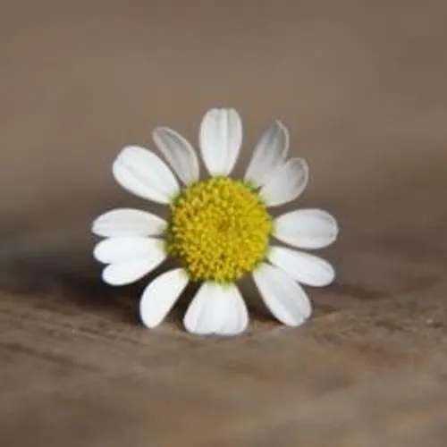 UNE FLEUR POUR NE PAS OUBLIER À MOUGINS