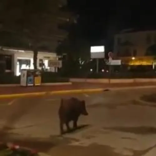 UN SANGLIER DEFILE SUR LA CROISETTE