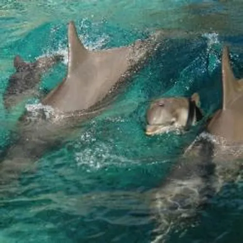 REOUVERTURE AUJOURD'HUI DU PARC MARINELAND D'ANTIBES