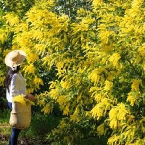 LA FETE DU MIMOSA ANNULEE EN FEVRIER PROCHAIN A MANDELIEU