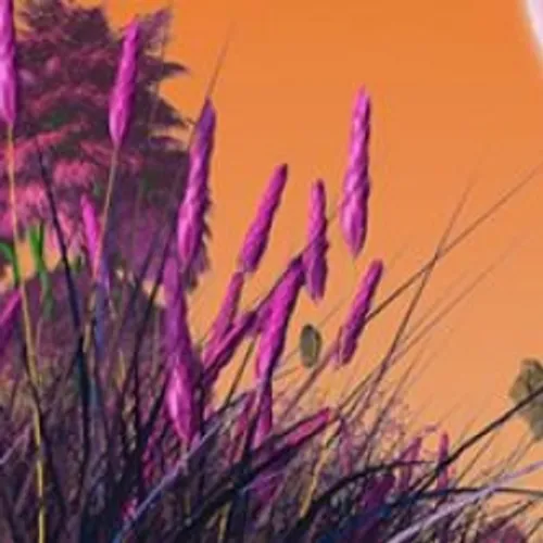 Jain et Justice à l'affiche du Cabaret Vert