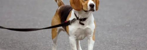 Journal 12h - Une enquête ouverte par l'ARS, après le décès suspect...