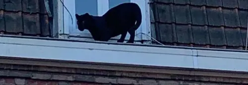 Journal 12h - La panthère récupérée à Armentières, a été volée,...