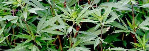 Journal 12h - Plusieurs milliers de pieds de cannabis découverts à...