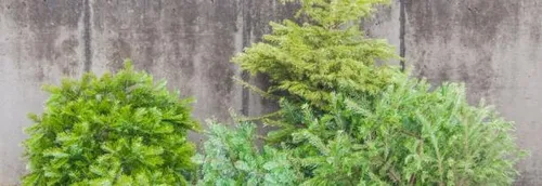 Journal 12h - La Ville de Lille offre une seconde vie à vos sapins...