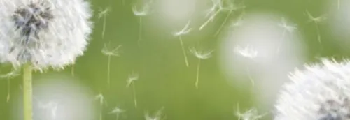 Journal 12h - Indice pollinique élevé, dans les Hauts de France !