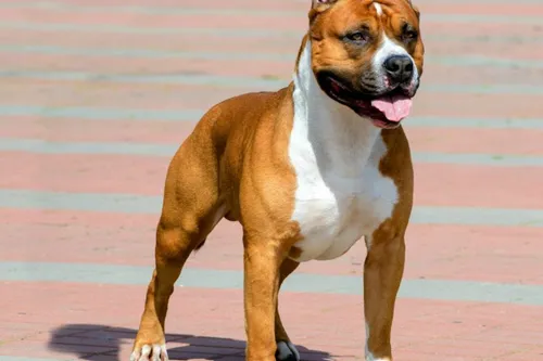 Journal 9h - Un enfant attaqué par un chien à Denain