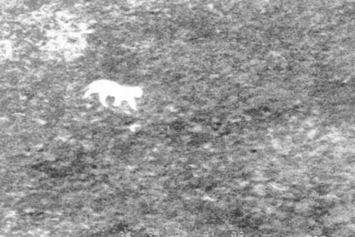 Journal 9h - Un nouveau félin aperçu dans le Pas de Calais?