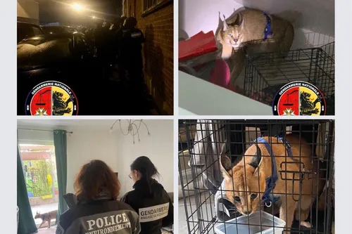 Journal 9h - Un caracal découvert à Roubaix, chez un particulier