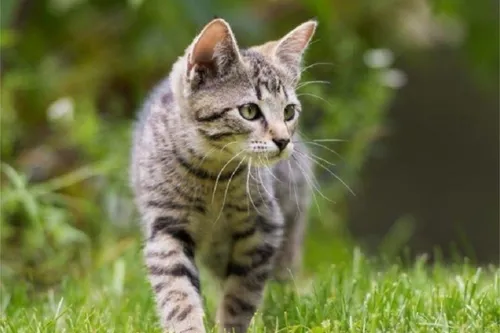 Journal 12h - Un homme convoqué devant le tribunal d'Arras, pour...
