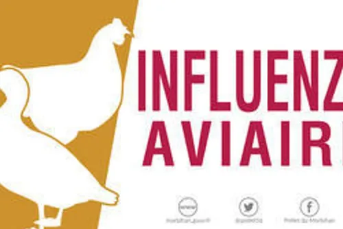 Journal 12h – Grippe aviaire : Après le Nord, des mesures prises...