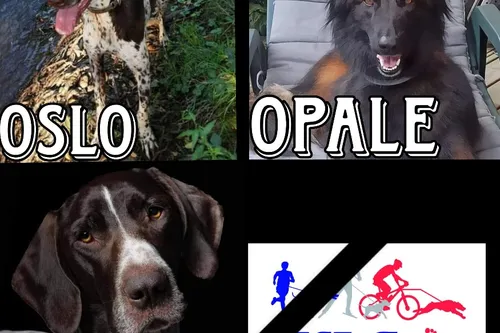 Journal 12h – 3 chiens, dont un venu du Nord, sont morts...