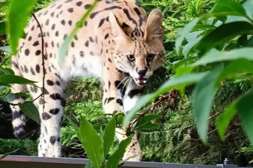 Journal 9h - Un serval pris en charge hier à Lille