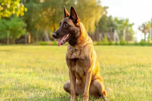 Journal 9h - Nord : un homme poignarde son chien et creuse un trou...