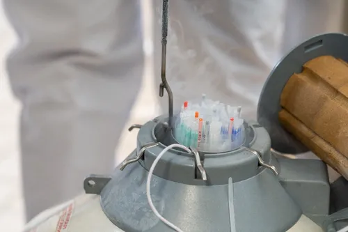 Journal 9h - Plus d'un millier de paillettes de spermatozoïdes...