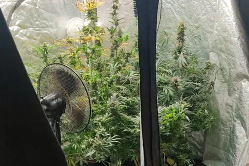 Journal 9h - Opération Place nette XXL : du cannabis et de...