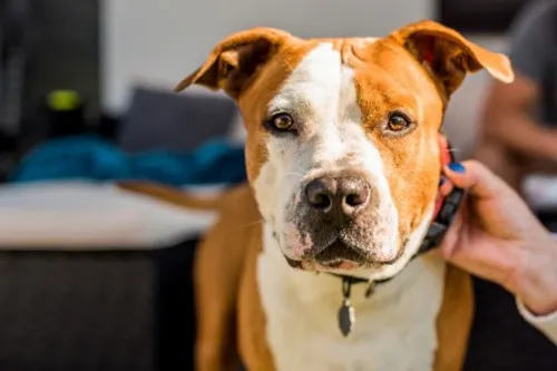 Journal 9h - Une fillette mordue par un chien dans le Pas de Calais