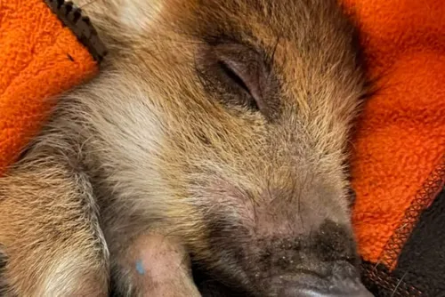 Journal 9h - Le sort du sanglier Toto sera tranché aujourd'hui par...