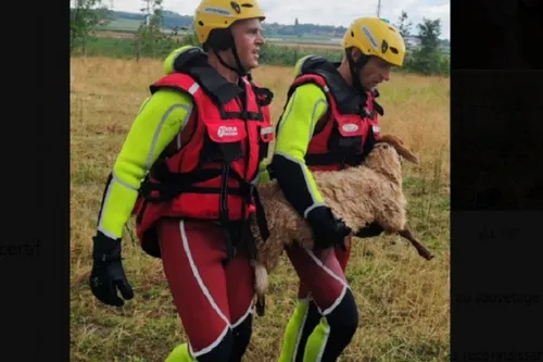 Journal 9h - Des dizaines de moutons victimes des orages, dans la...