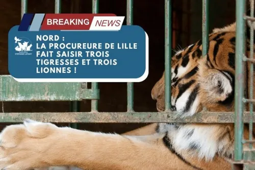 Journal 7h - Des fauves saisis dans le Nord