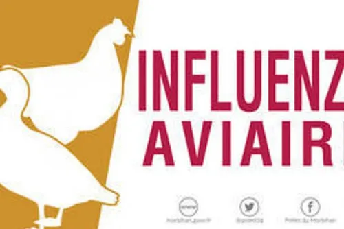 Journal 7h - Un foyer d'influenza aviaire détecté chez un...