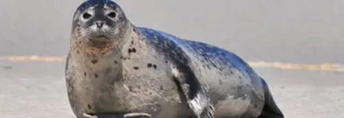 Observer les phoques en Baie de Somme