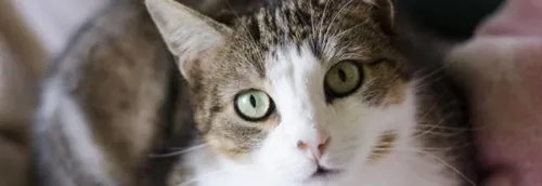 Les adoptions en SPA autorisées dès le 16 avril