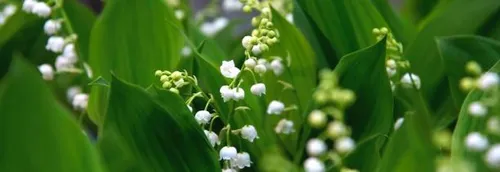 Comment s'organisent les fleuristes pour la vente de muguet ?