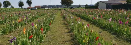 Cueillette de fleurs en libre service