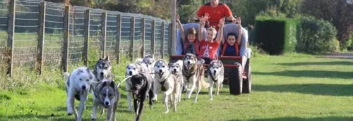 Faites votre baptême de chiens de traineau dans la région