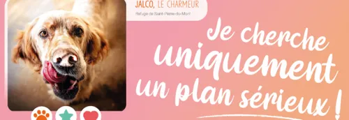 Animaux abandonnés cherchent plan sérieux pour la Saint-Valentin